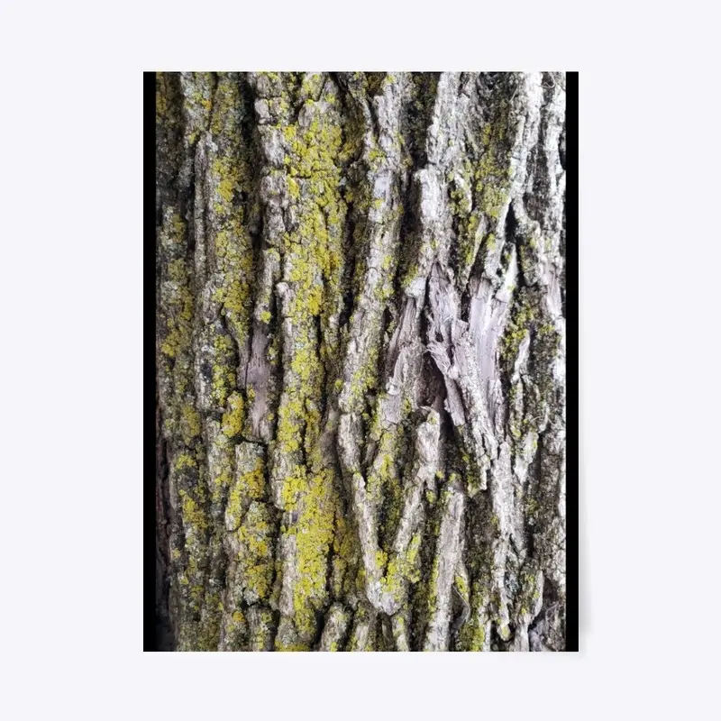 Tree Bark